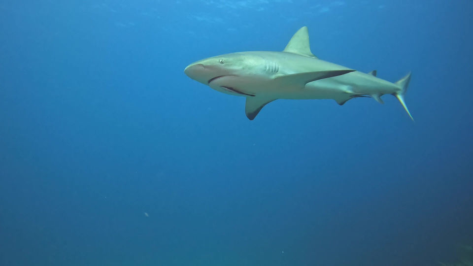 Sharks Everywhere 2
